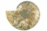 Cut & Polished Ammonite Fossil (Half) - Madagascar #267949-1